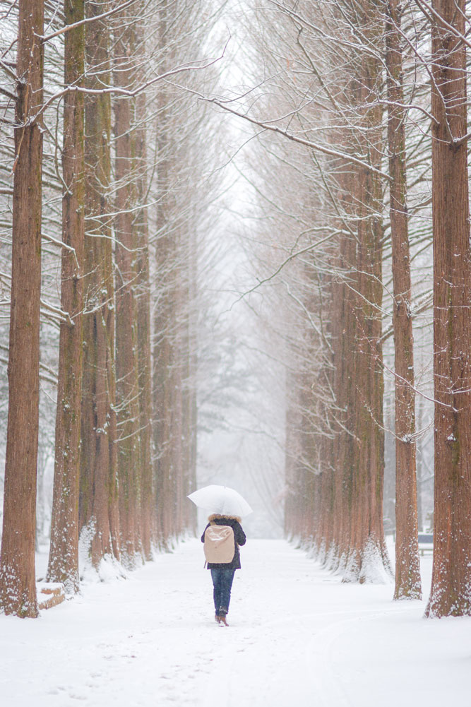 「冬のソナタ」のロケ地、韓国・南怡島の並木道